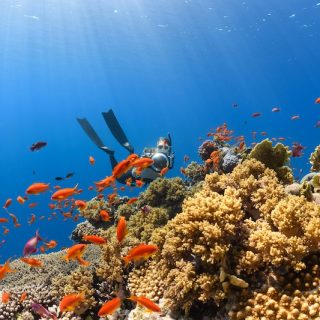 Scuba diver exploring a vibrant coral reef surrounded by colorful tropical fish in clear blue water.