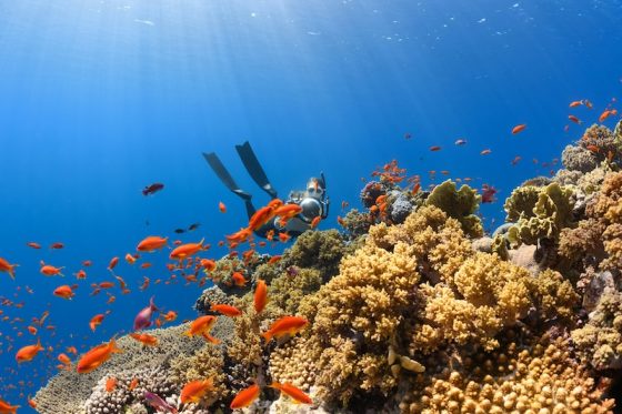 Scuba diver exploring a vibrant coral reef surrounded by colorful tropical fish in clear blue water.