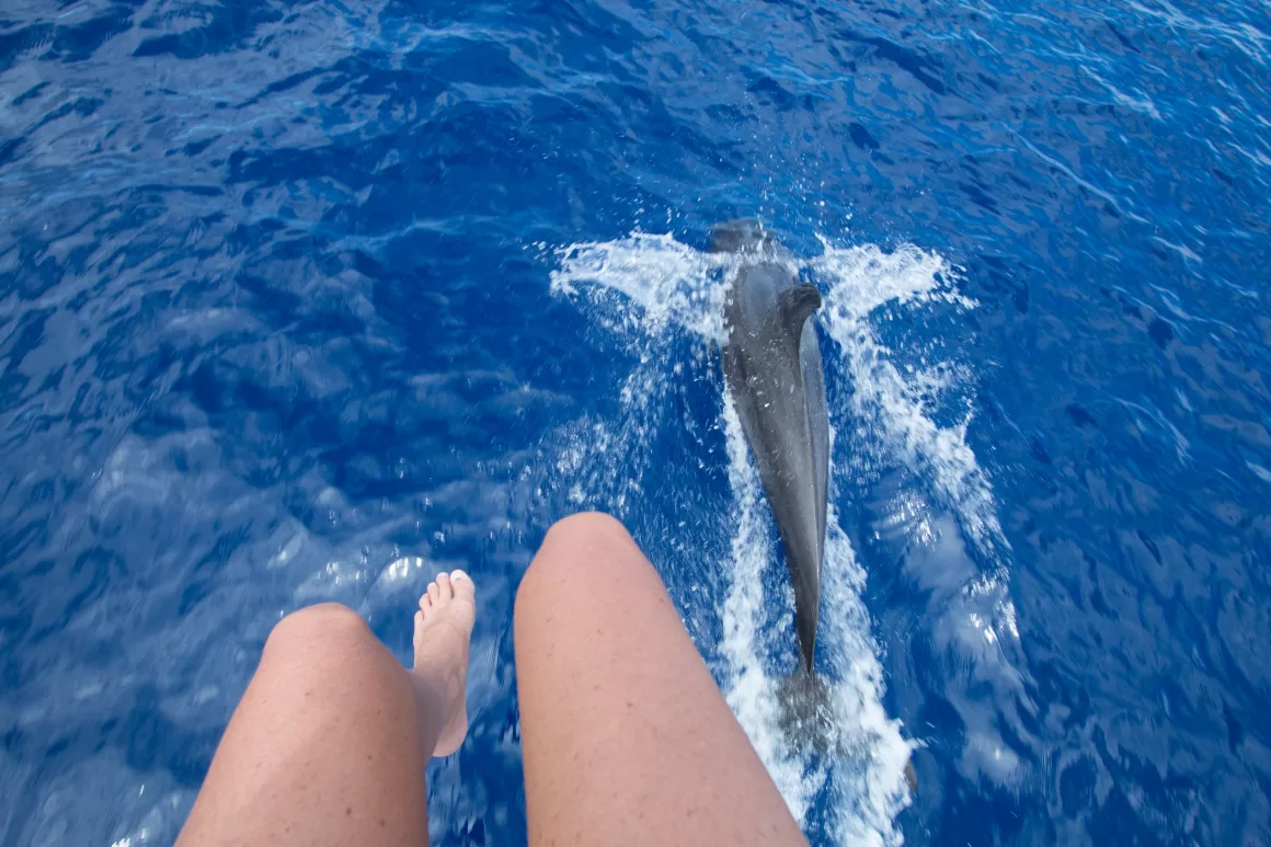 Dolphin swimming beside a sailboat in deep blue ocean water as a sailor watches from the deck.