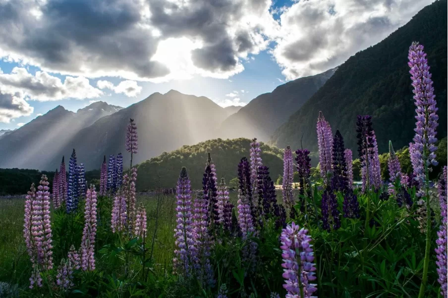 Rental Car vs Camper Van for Exploring New Zealand