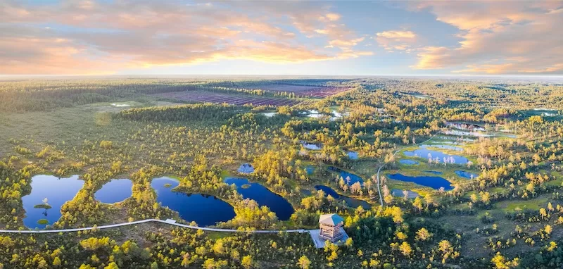 Aerial view of Estonia’s forested wetlands with lakes, boardwalks, and a wooden observation tower at sunset.