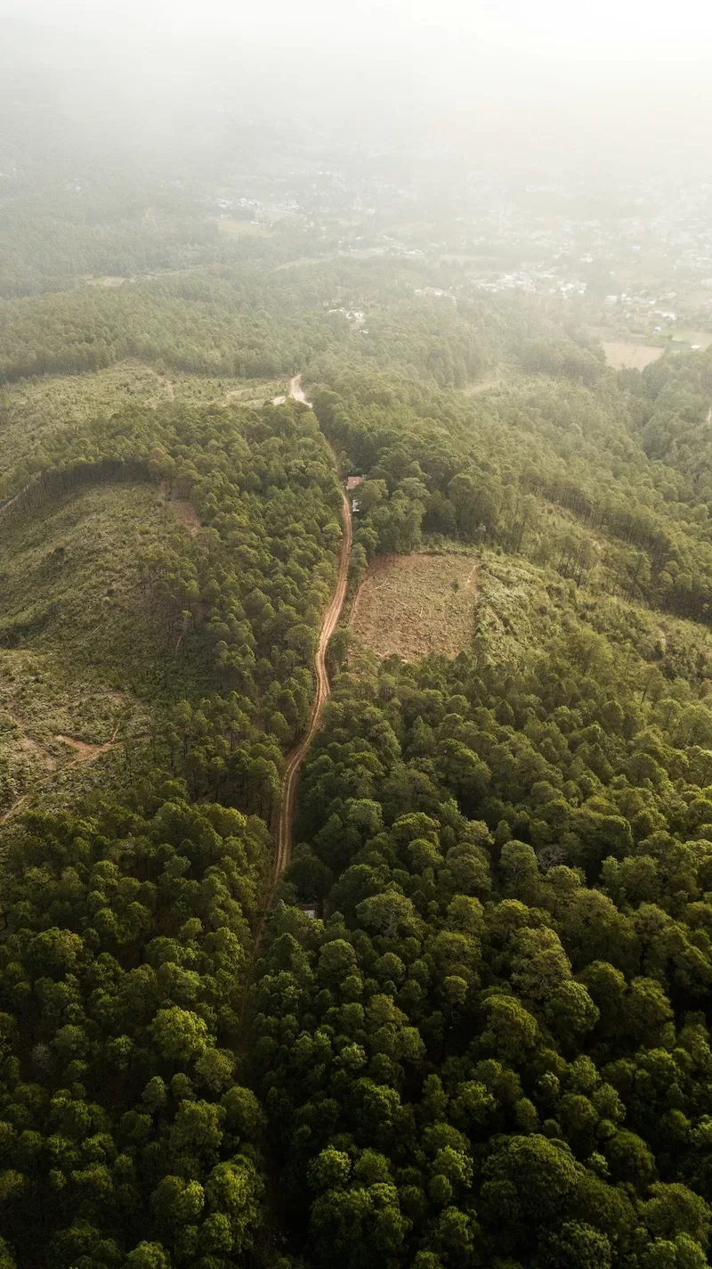 Aerial view of dense forest and winding dirt road disappearing into hazy light over a rural landscape