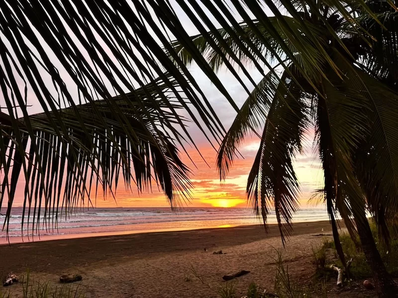 Tropical beach sunset in Panama framed by palm trees and a calm shoreline.