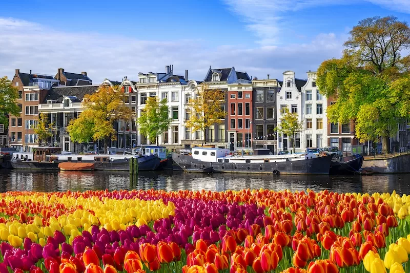 Bright tulip field in the foreground with canal houses and moored boats along an Amsterdam waterway behind it