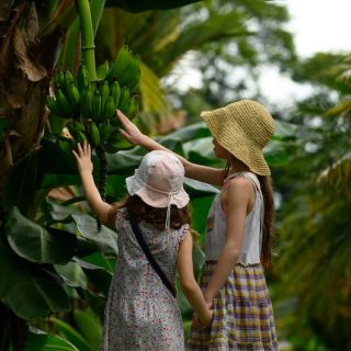 Children touching bananas in the tropical climate of Costa Rica