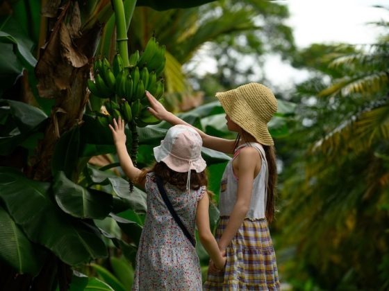 Children touching bananas in the tropical climate of Costa Rica