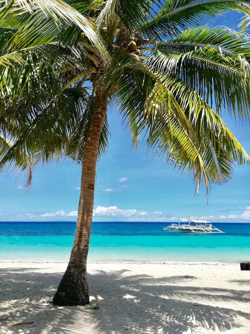 Palm tree overlooking a tropical beach in the Philippines