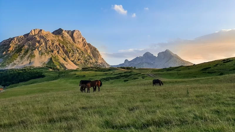 Horses grazing in a mountain valley in Montenegro at sunset