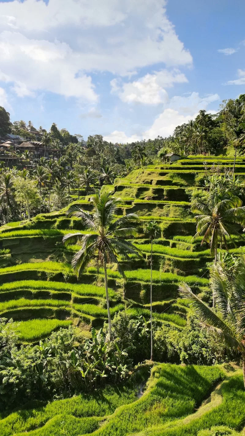 Green rice terraces and palm trees in Ubud Bali