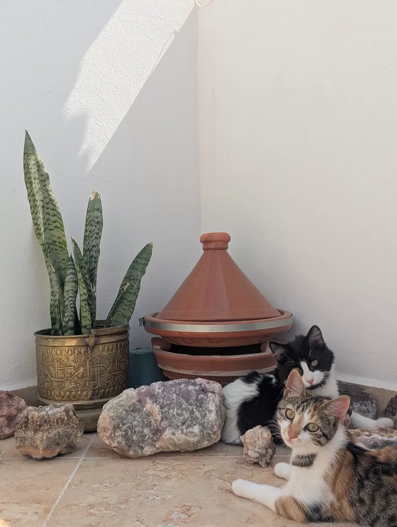 Two cats resting beside a tagine pot and houseplants in Morocco