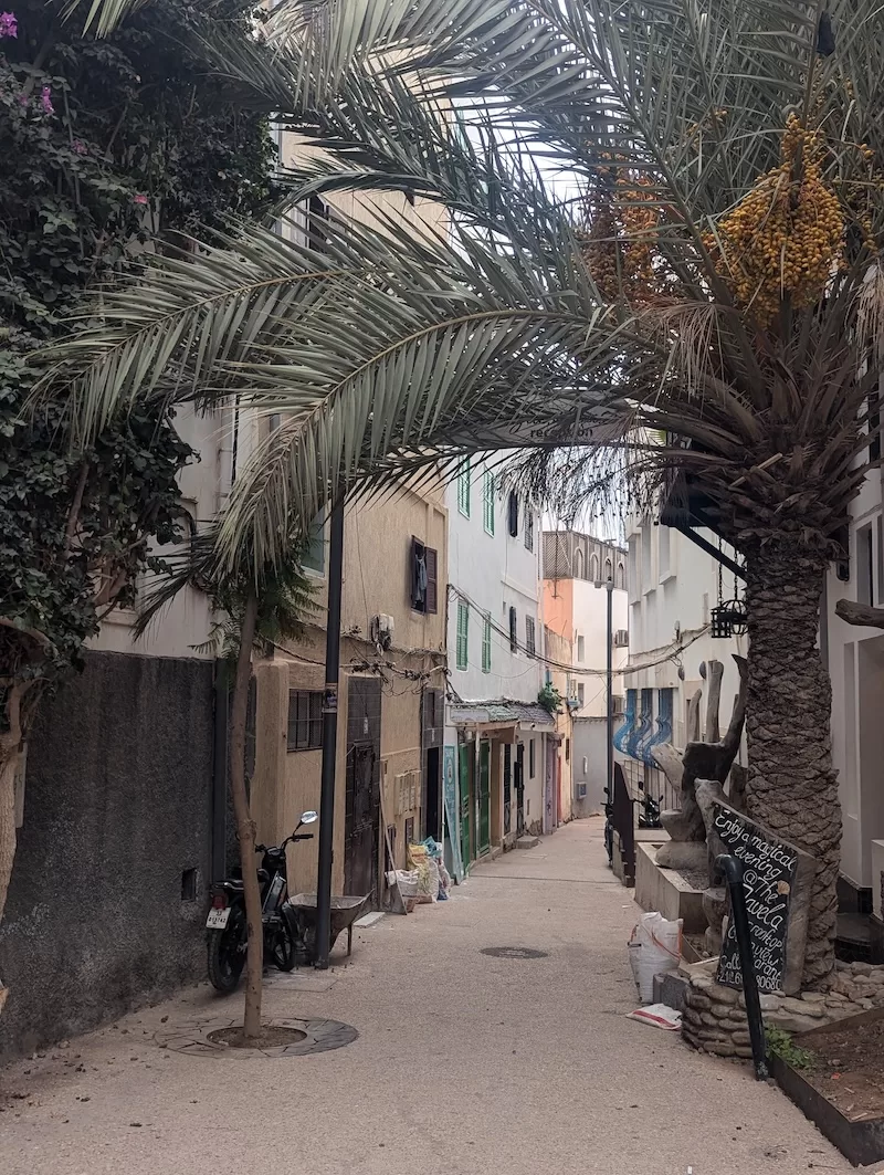 Narrow Moroccan alley shaded by palm trees and white buildings