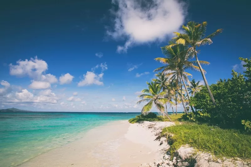 Caribbean beach with palm trees and turquoise water