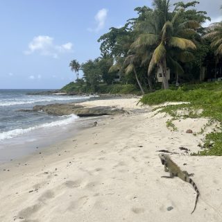 An iguana crossing the sand at a palm-lined beach, one of the everyday surprises of moving to St. Croix