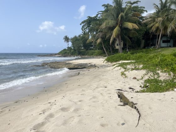 An iguana crossing the sand at a palm-lined beach, one of the everyday surprises of moving to St. Croix