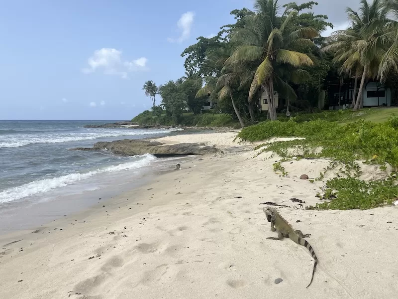 An iguana crossing the sand at a palm-lined beach, one of the everyday surprises of moving to St. Croix