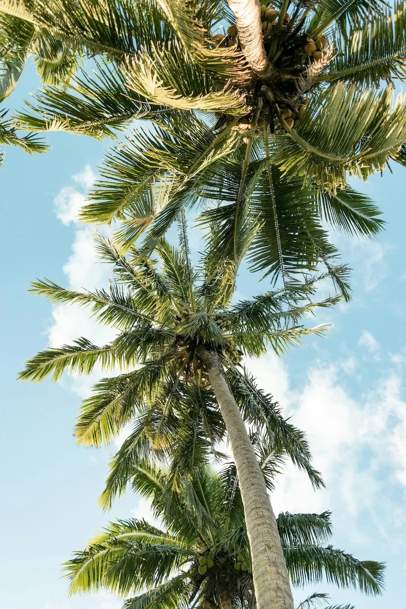 Coconut palm trees viewed from below against a blue tropical sky