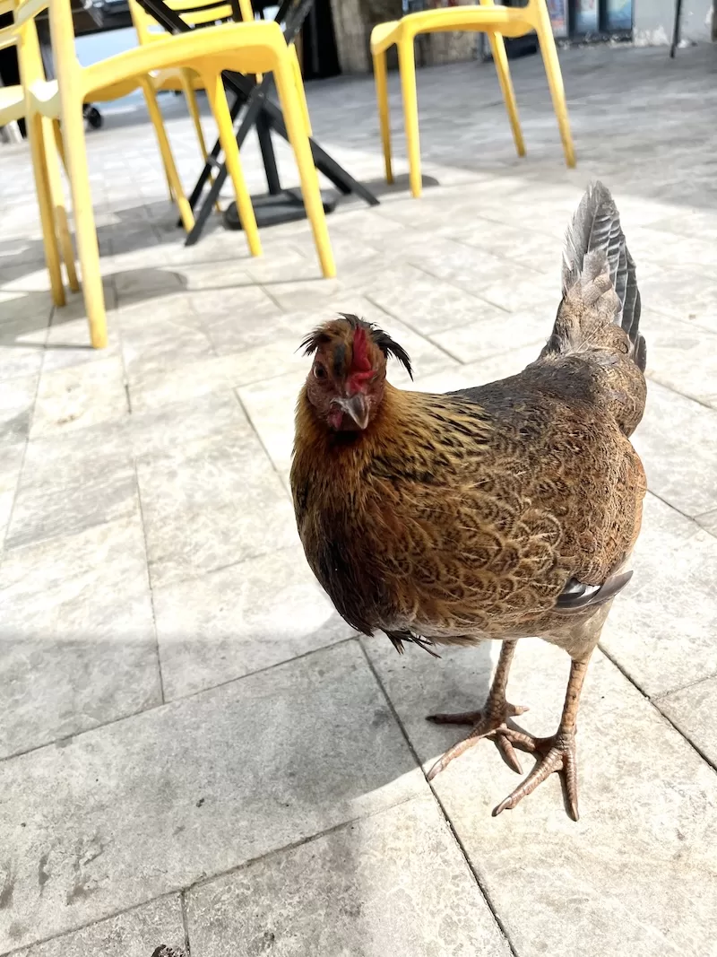 A wild hen wandering between café tables on St. Croix, where chickens roam freely