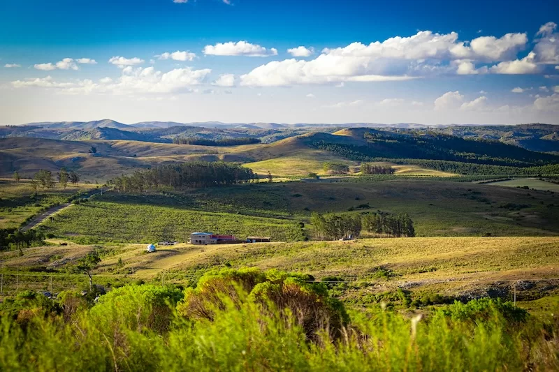 Rolling green hills and farmland under a blue sky in the Uruguayan countryside