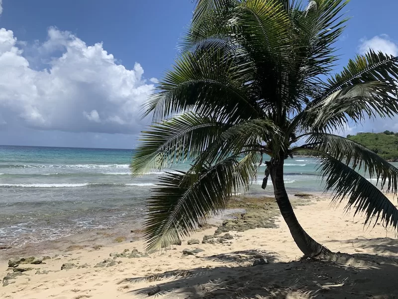 A coconut palm leaning over the beach on St. Croix, U.S. Virgin Islands