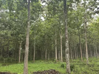 A mature teak plantation of the kind sold under the Panama reforestation visa and similar forestry residency programs