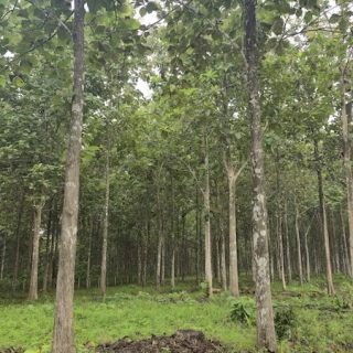 A mature teak plantation of the kind sold under the Panama reforestation visa and similar forestry residency programs
