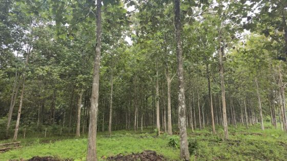 A mature teak plantation of the kind sold under the Panama reforestation visa and similar forestry residency programs