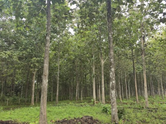 A mature teak plantation of the kind sold under the Panama reforestation visa and similar forestry residency programs