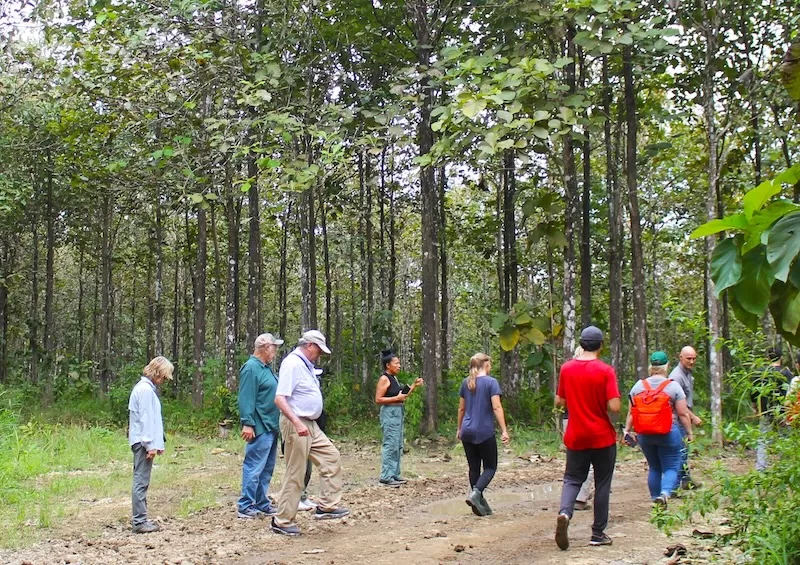 A group of visitors walking a working teak plantation with a guide, inspecting the trees behind a residency investment