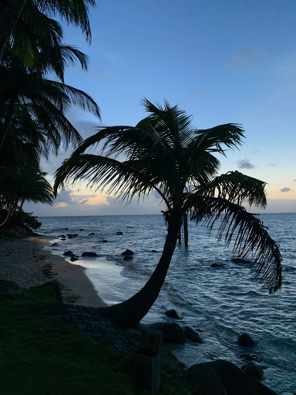 A leaning palm tree in silhouette over a quiet beach at dusk.