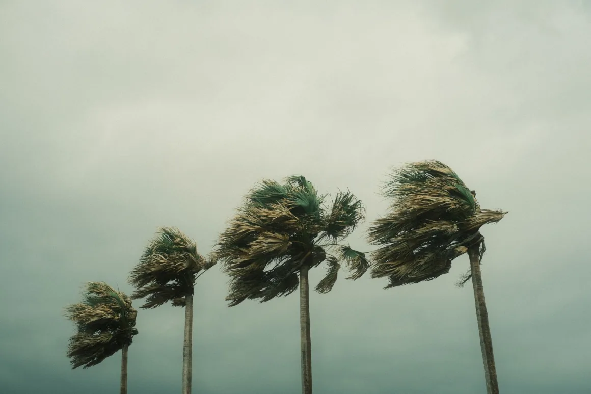 Palm trees bending in strong wind during a Caribbean storm