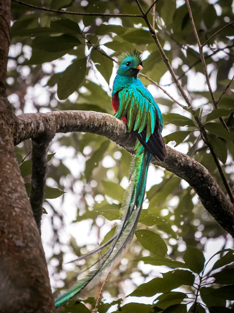 A resplendent quetzal, Guatemala’s national bird, perched on a branch with its long green tail feathers.
