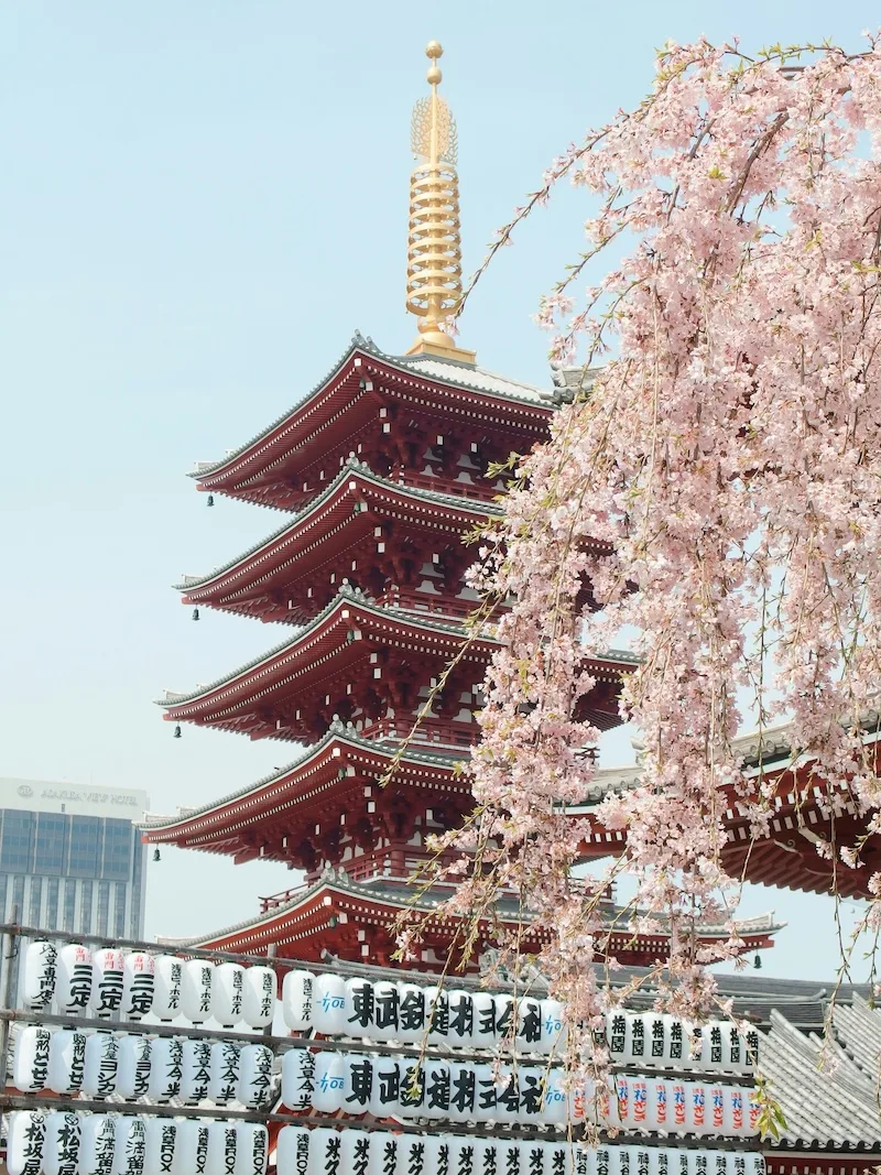 The five-story pagoda at Senso-ji temple in Tokyo, framed by cherry blossom.