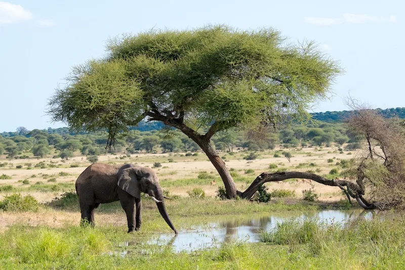 An elephant drinks from a pool beneath an acacia tree on mainland Tanzania, an easy safari from Zanzibar
